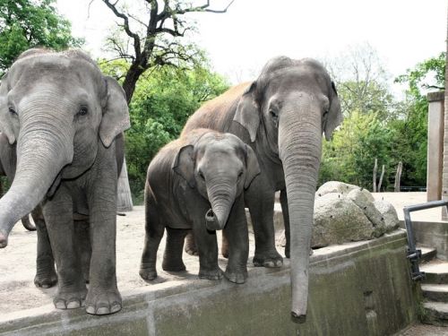 S. Zoologischer Garten image